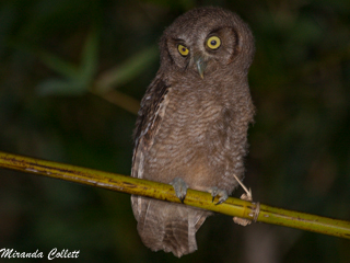 Tropical Screech Owl juvenile